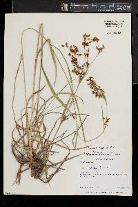 Scirpus pendulus image