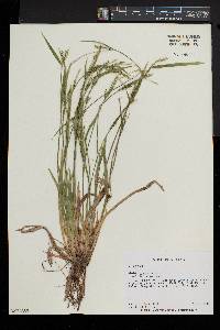 Carex striatula image