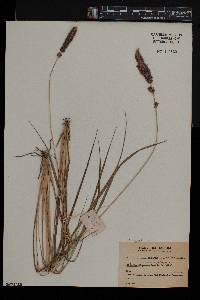 Eragrostis tincta image