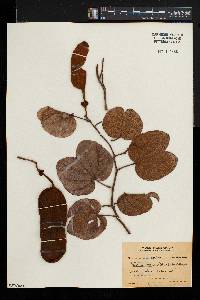 Bauhinia thonningii image