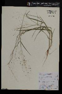 Panicum repens image