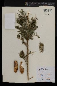 Acacia sieberiana var. woodii image