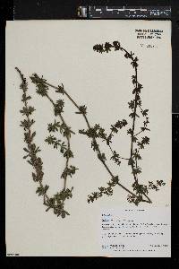 Galium scabrellum image