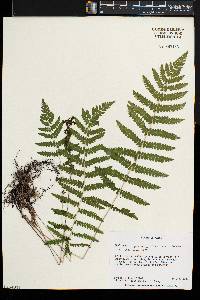 Thelypteris palustris var. pubescens image