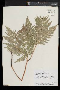 Pteridium aquilinum var. latiusculum image