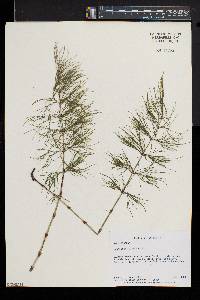 Equisetum sylvaticum image