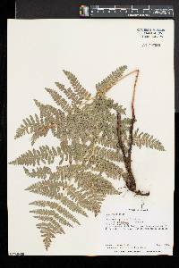 Pteridium aquilinum var. pubescens image