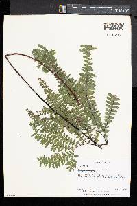 Adiantum aleuticum image