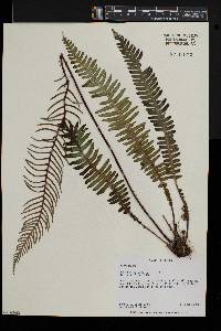 Blechnum spicant image