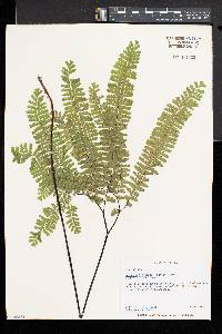 Adiantum aleuticum image