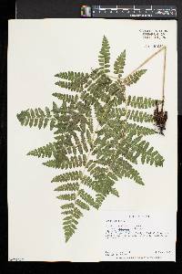 Pteridium aquilinum var. pubescens image