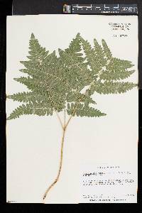 Pteridium aquilinum var. latiusculum image