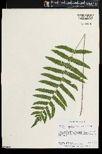 Thelypteris palustris var. pubescens image