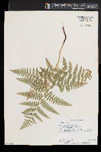 Pteridium aquilinum var. pubescens image