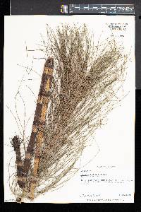 Equisetum telmateia subsp. braunii image