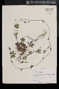 Potentilla canadensis image