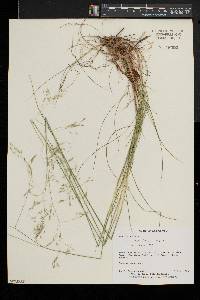 Deschampsia flexuosa image