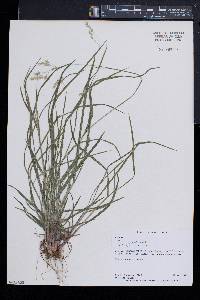 Poa cuspidata image