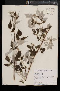 Rubus occidentalis image