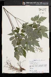 Actaea alba image