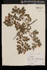 Rosa multiflora image