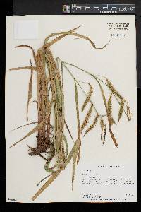 Carex gynandra image