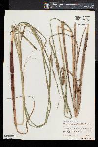 Carex atherodes image