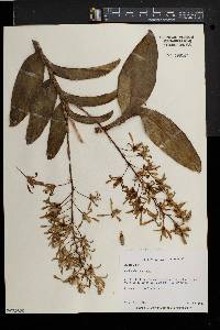 Dendrobium sylvanum image