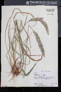 Calamagrostis cinnoides image