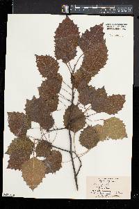 Populus grandidentata image