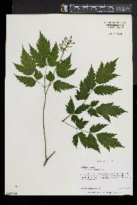 Actaea alba image