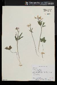 Cardamine angustata image