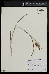 Carex shortiana image