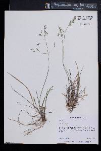 Poa cuspidata image