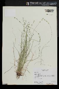 Carex radiata image