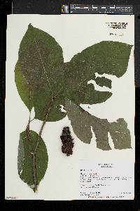 Magnolia acuminata image