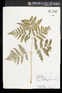 Pteridium aquilinum var. latiusculum image