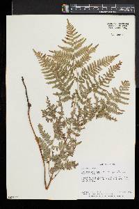 Pteridium aquilinum var. latiusculum image