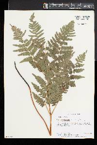 Pteridium aquilinum var. latiusculum image