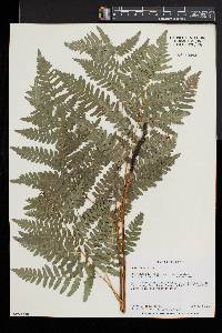 Pteridium aquilinum var. latiusculum image