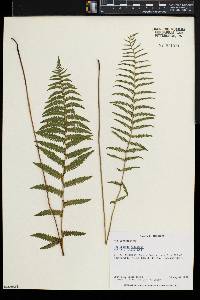 Thelypteris palustris var. pubescens image