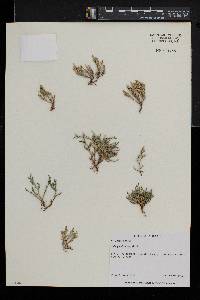 Selaginella bigelovii image