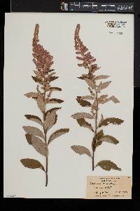 Spiraea tomentosa image