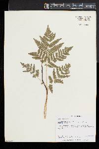 Pteridium aquilinum var. latiusculum image