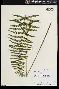 Thelypteris palustris var. pubescens image