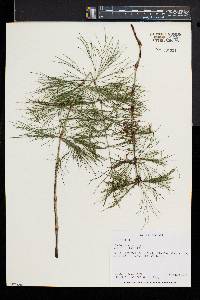 Equisetum sylvaticum image