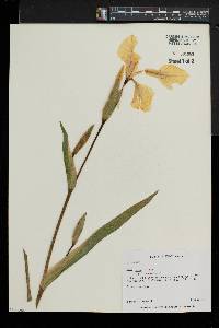 Iris pseudacorus image