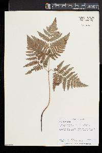 Pteridium aquilinum var. latiusculum image