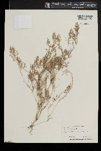 Eragrostis hypnoides image