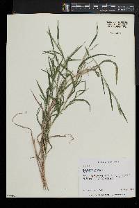 Muhlenbergia frondosa image